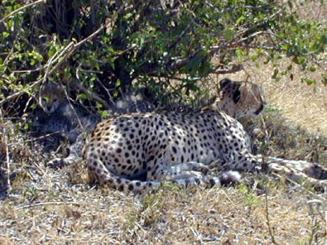 8-10-02 cheetah and cubs hidden